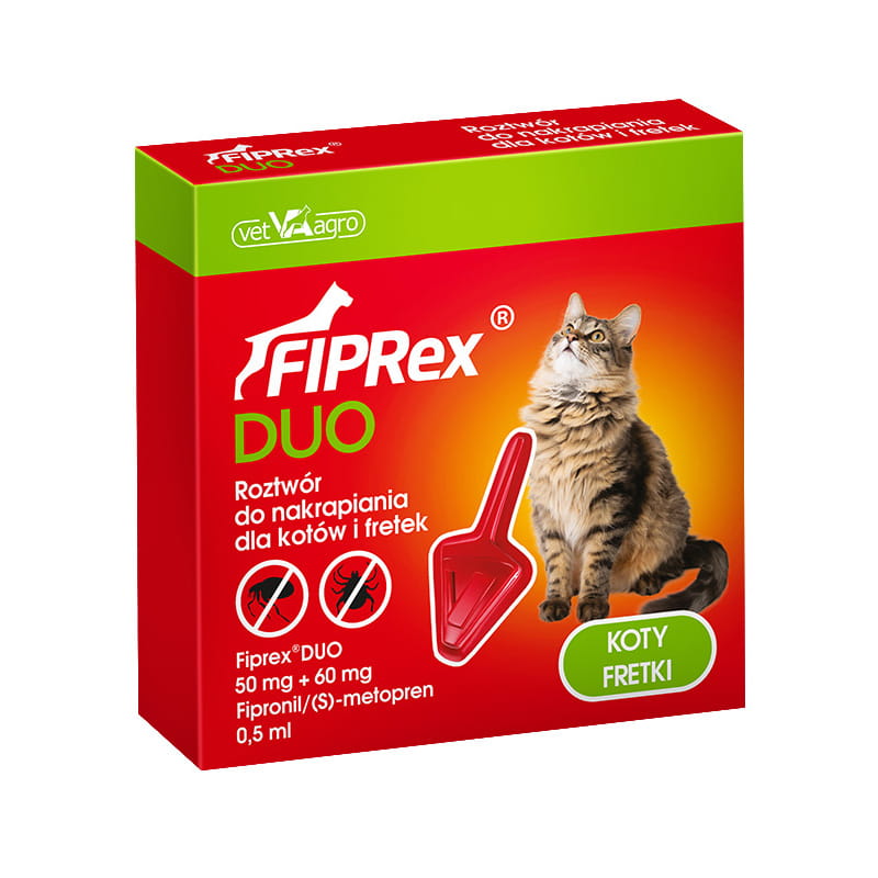 DUO KOT.jpg